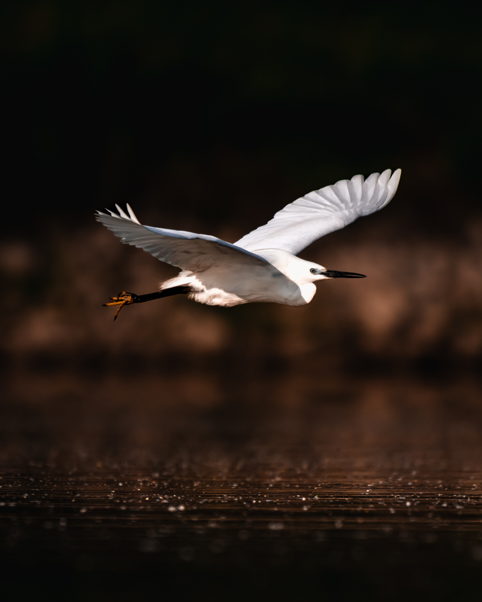 Héron blanc en vol au ras de l'eau avec un arrière-plan flou foncé.