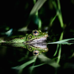 Grenouille verte dans l’eau avec reflet et végétation