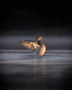 Canard aux ailes déployées dans l’eau sombre Canard debout dans l'eau avec ailes ouvertes éclairé dans un environnement sombre.