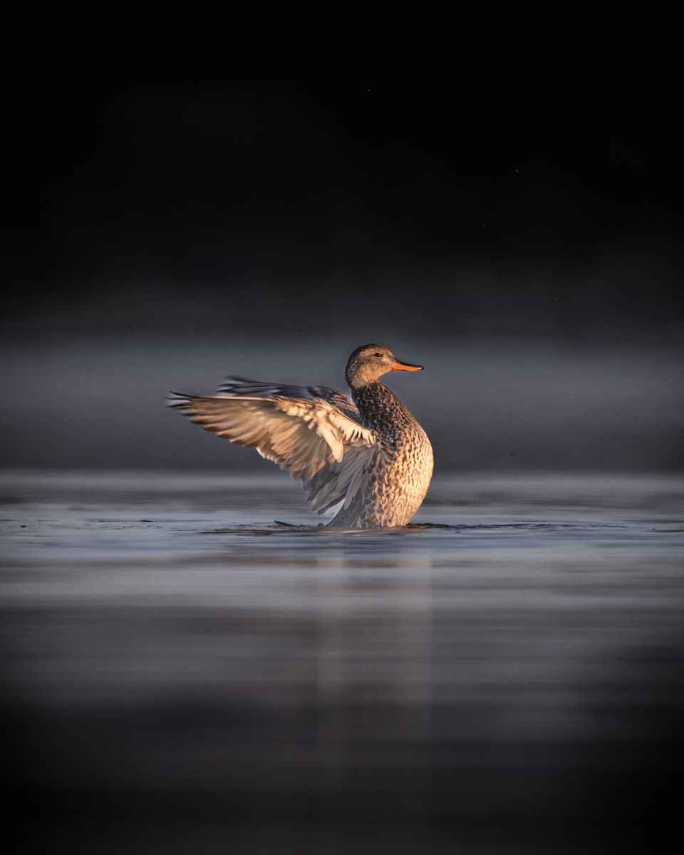 Canard debout dans l'eau avec ailes ouvertes éclairé dans un environnement sombre.