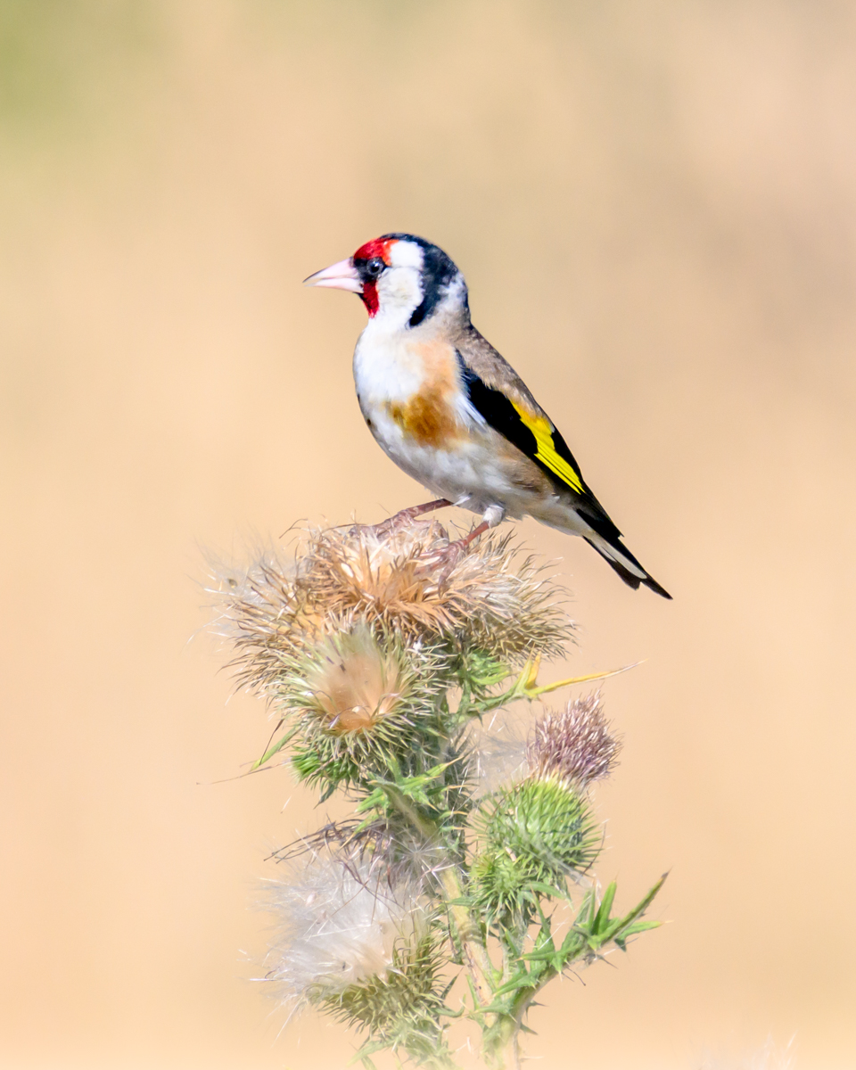 Chardonneret élégant perché sur plante épineuse avec fleurs sèches sur fond beige flou.