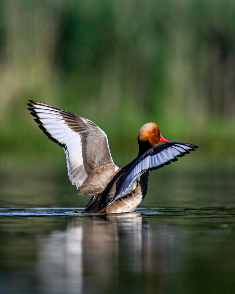 Les moulins du milouin