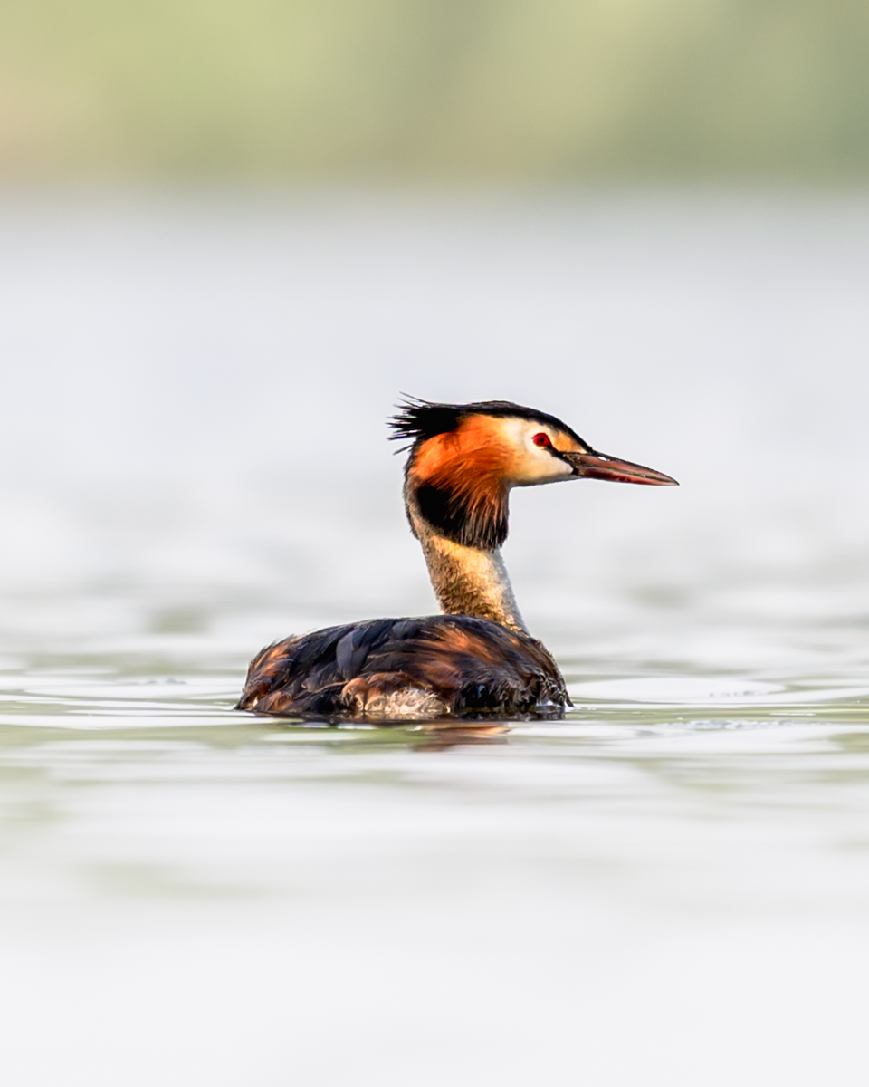 Elégance du grèbe huppé