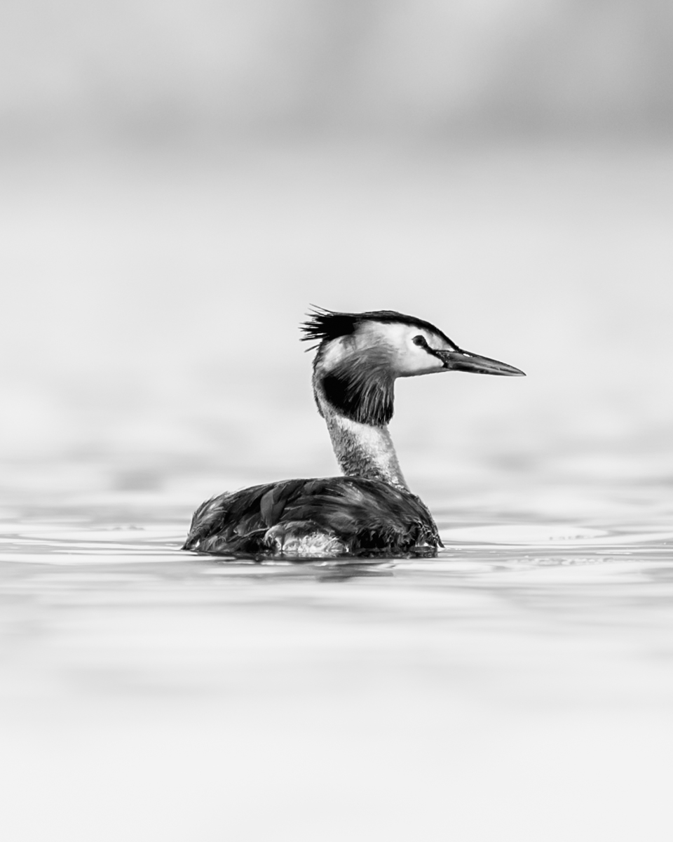 Grèbe huppé nageant sur une eau calme, vu de profil avec arrière-plan flou.