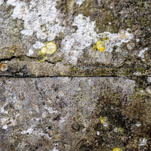 Texture : des murs et des troncs