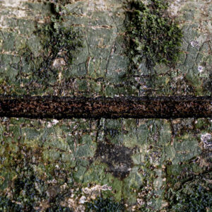 Texture : des murs et des troncs