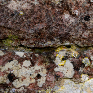 Texture : des murs et des troncs