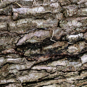 Texture : des murs et des troncs