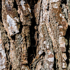 Texture : des murs et des troncs