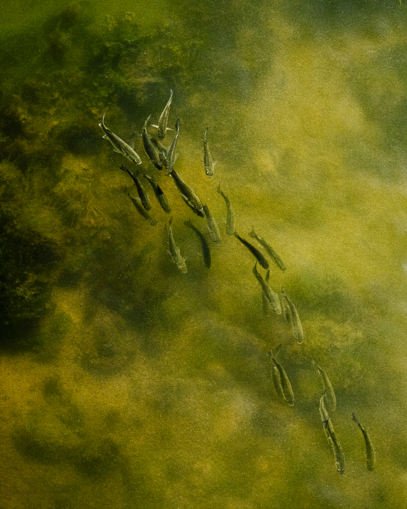 Banc de petits poissons nageant dans une eau claire aux reflets verts et jaunes.