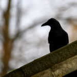 Corbeau noir posé sur une pierre sculptée avec un fond flou de ciel et d'arbres.