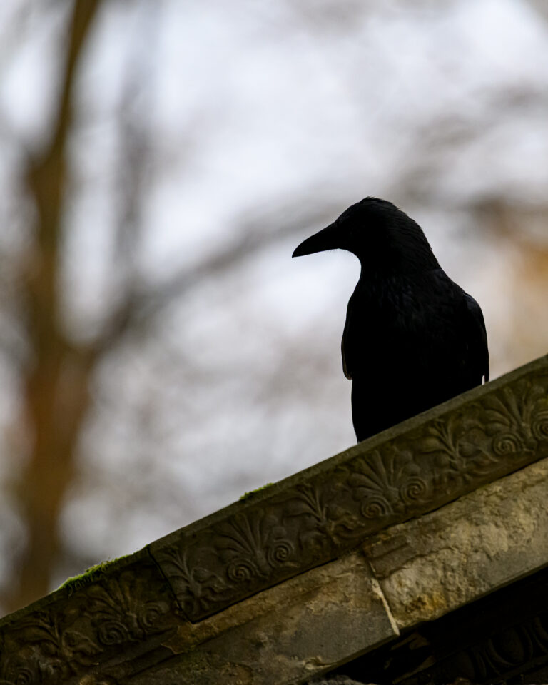 Corbeau noir posé sur une pierre sculptée avec un fond flou de ciel et d'arbres.