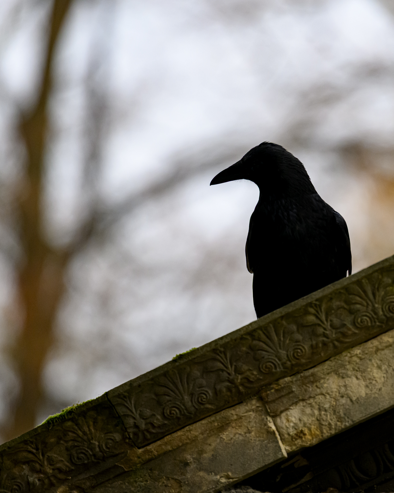 Corbeau noir posé sur une pierre sculptée avec un fond flou de ciel et d'arbres.