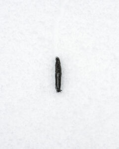 Limace noire sur neige blanche Limace noire isolée sur une surface enneigée blanche.