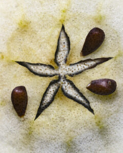 Tranche de fruit avec étoile centrale à cinq segments et trois graines brunes en surface.