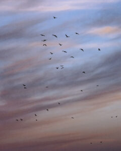 Oiseaux en vol au coucher du soleil Oiseaux volant dans un ciel coloré de bleu, rose et violet au coucher du soleil.