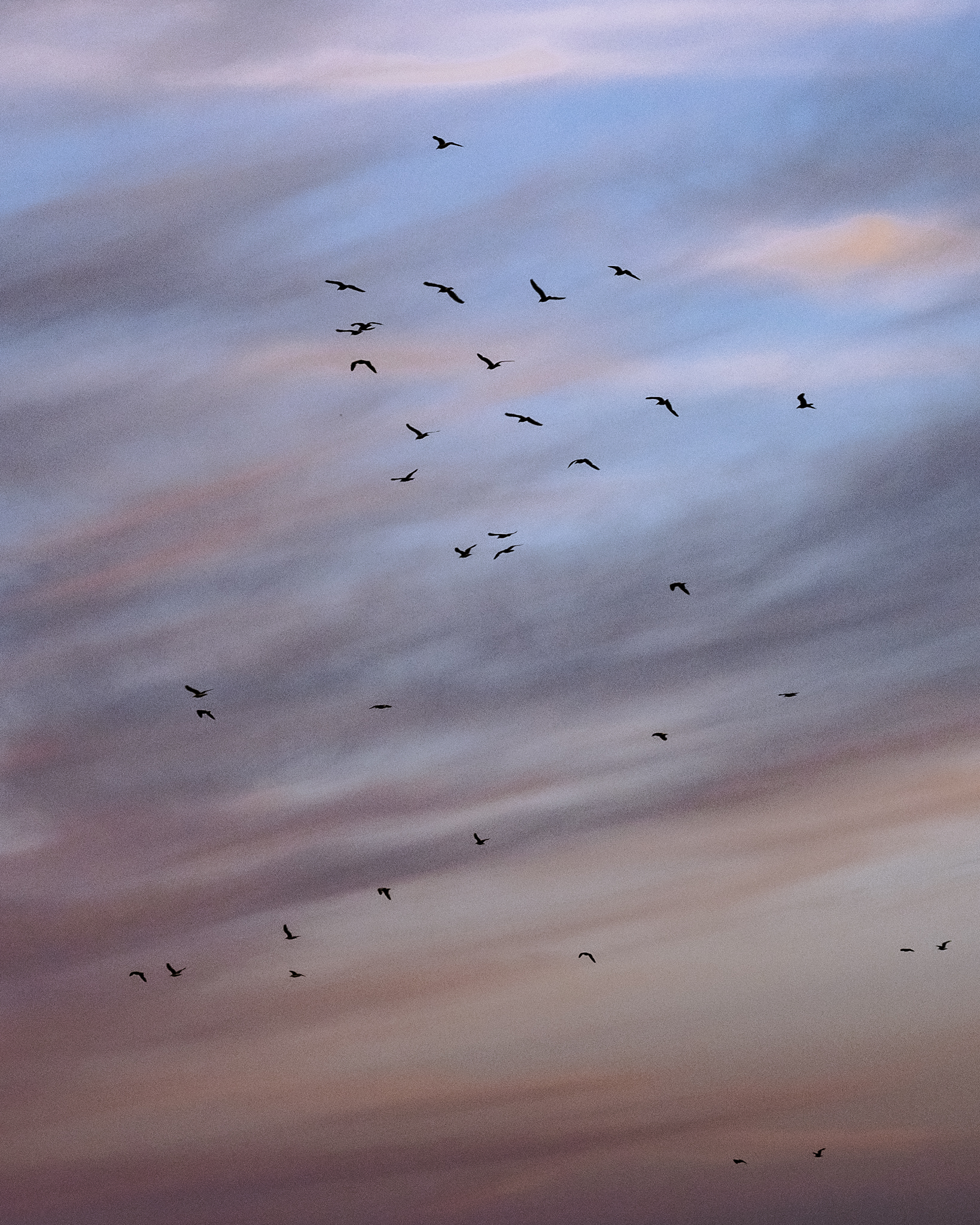 Oiseaux volant dans un ciel coloré de bleu, rose et violet au coucher du soleil.