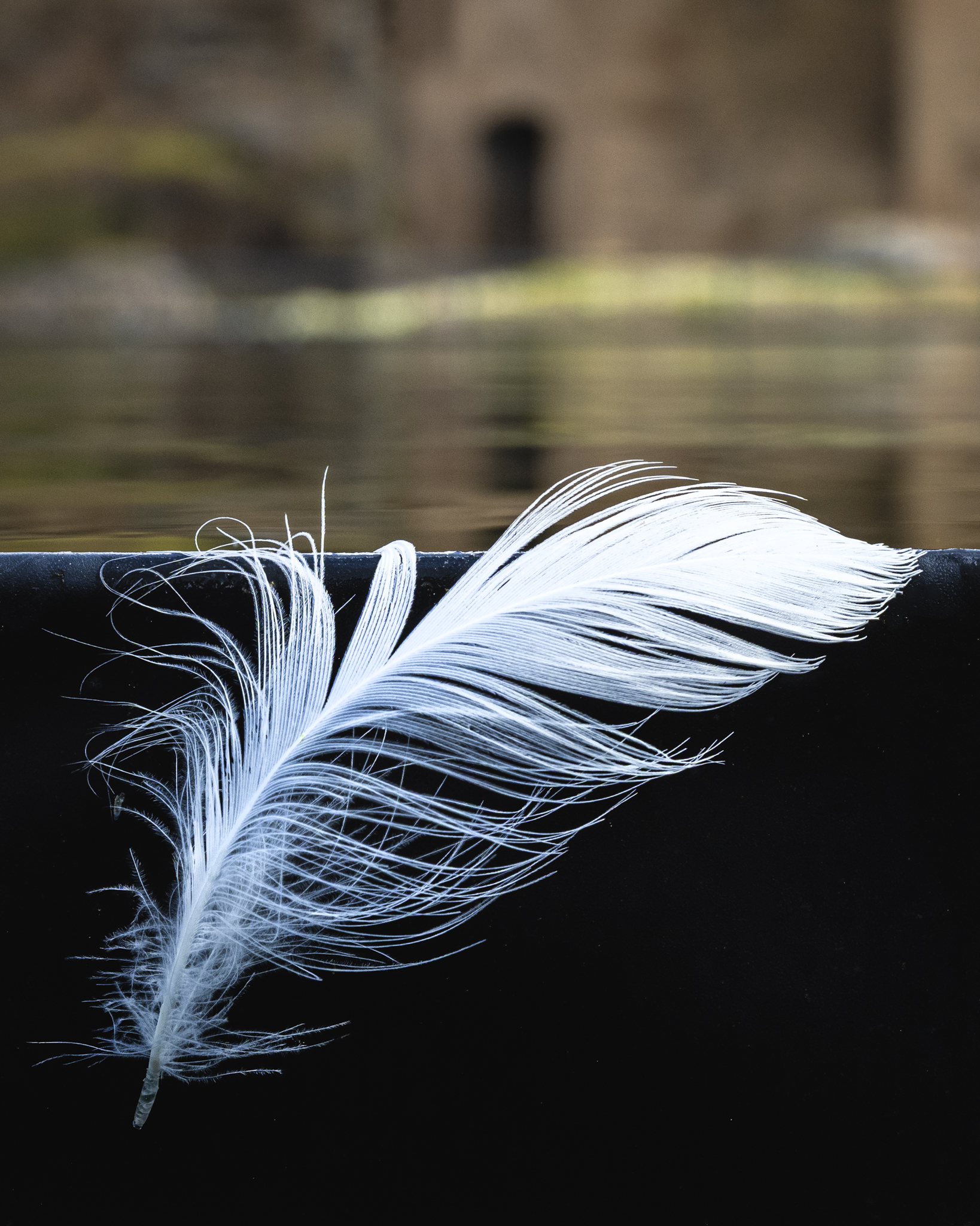 Plume blanche sur surface noire avec reflet d'eau et décor flou en arrière-plan.