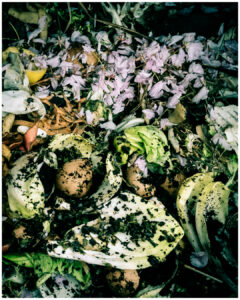 Déchets organiques en décomposition avec pelures, coquilles d'œufs, feuilles et fleurs fanées. #explos thèmes photo club