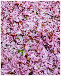 Pétales de fleurs roses tombés avec quelques tiges et feuilles vertes éparses. #explos thèmes photo club