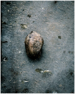 Noix de coco sèche posée sur une surface grise texturée. #explos thèmes photo club