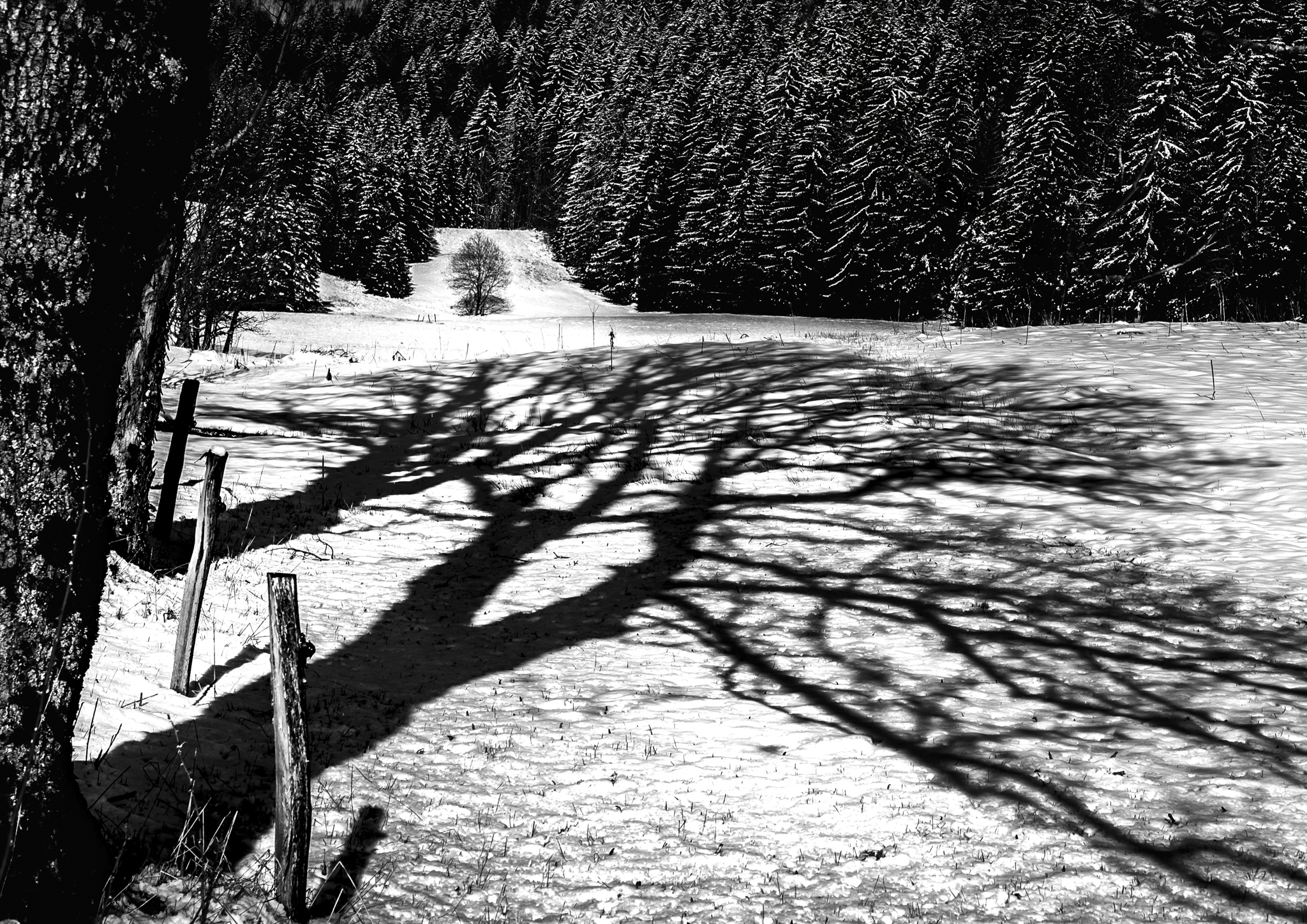 Paysage hivernal en noir et blanc: champ neigeux entouré d’arbres, ombres longues sur la neige, forêt dense à l’arrière, pli d’herbe et poteaux au premier plan.