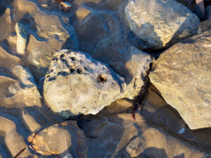 Paréidolie - poisson - #explos thèmes photo club