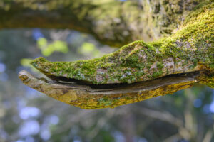 Paréidolie - Crocodile - #explos thèmes photo club