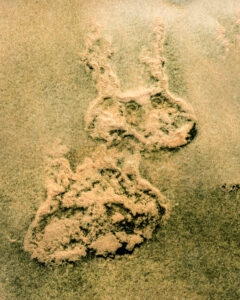 Paréidolie - Lapin #explos thèmes photo club