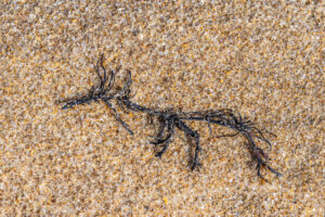 Paréidolie - chien - #explos thèmes photo club