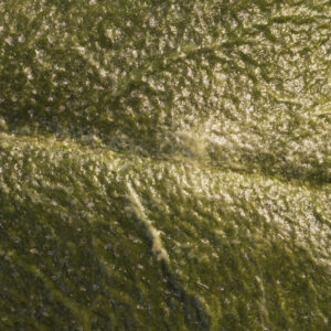 textures – feuilles de buis textures - feuilles de buis