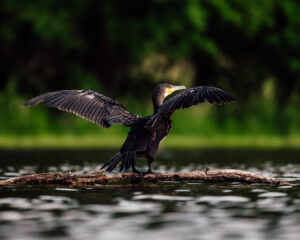 Cormorans dombes 2022-2