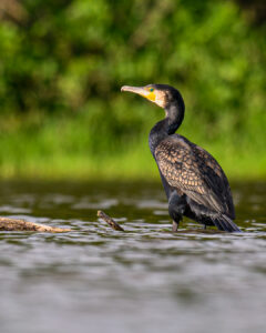 Cormorans dombes 2022-3