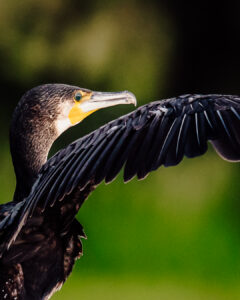 Cormorans dombes 2022-4