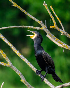 Cormorans dombes 2022-5