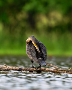 Cormoran faisant sa toilette