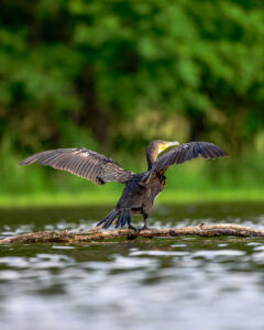 Cormoran séchant son plumage
