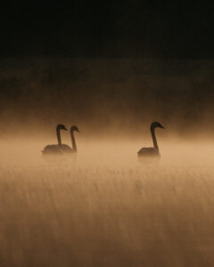 Cygnes dans la brume du matin