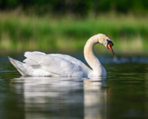 Cygnes-2