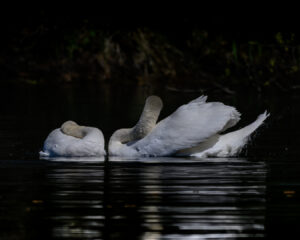 Cygnes-9