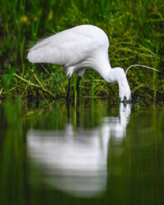 aigrette garzette-1