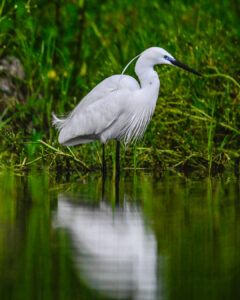 aigrette garzette-14