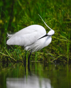 aigrette garzette-2
