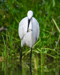 aigrette garzette-4