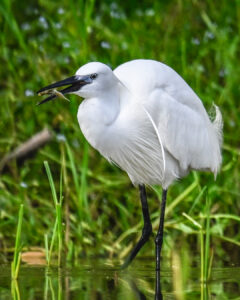 aigrette garzette-5