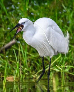 aigrette garzette-6