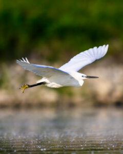 aigrette garzette-7