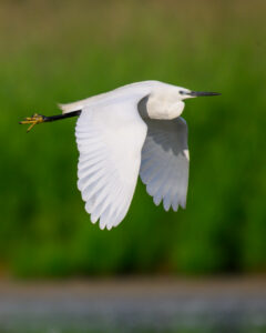 aigrette garzette-8