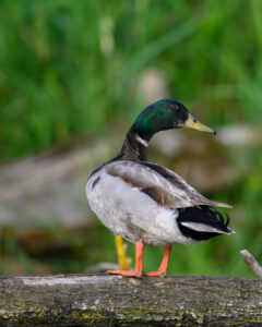 canard-1