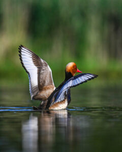 canard-10